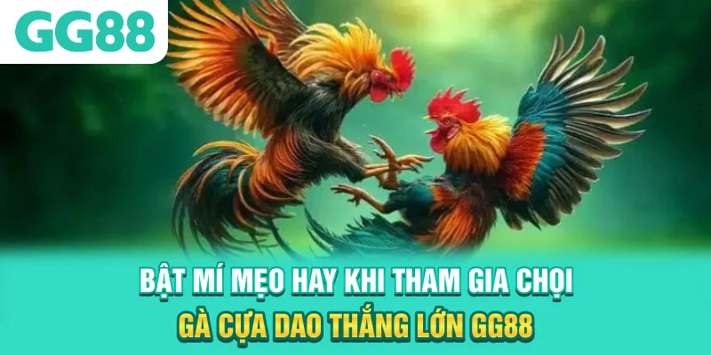 Bật mí mẹo hay khi tham gia chọi gà cựa dao thắng lớn GG88