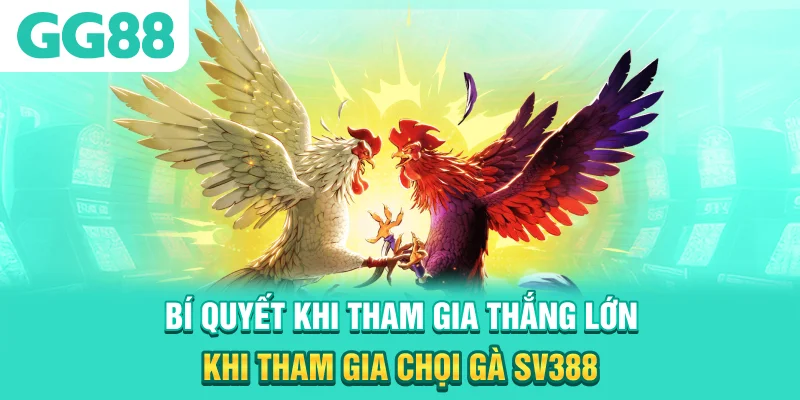Bí quyết khi tham gia thắng lớn khi tham gia chọi gà SV388