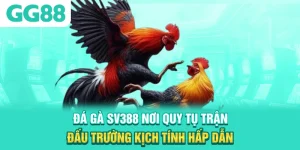 Đá Gà SV388 - Nơi Quy Tụ Trận Đấu Trường Kịch Tính, Hấp Dẫn