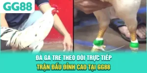 Đá Gà Tre - Theo Dõi Trực Tiếp Trận Đấu Đỉnh Cao Tại GG88