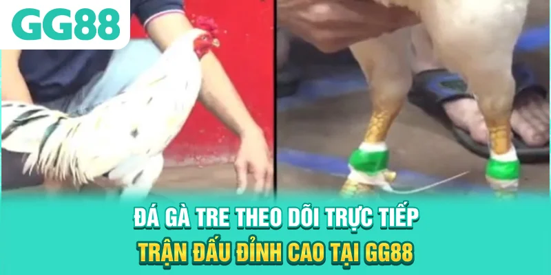 Đá Gà Tre - Theo Dõi Trực Tiếp Trận Đấu Đỉnh Cao Tại GG88