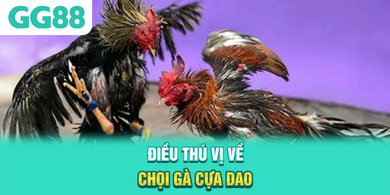 Điều thú vị về chọi gà cựa dao
