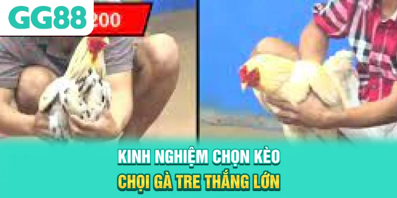 Kinh nghiệm chọn kèo chọi gà tre thắng lớn