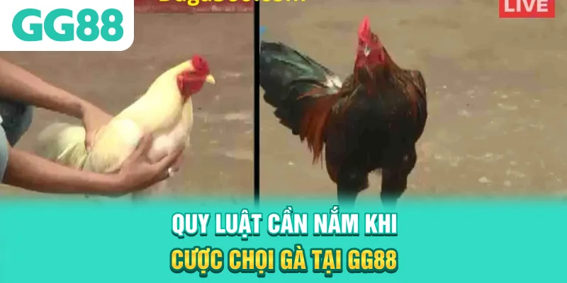 Quy luật cần nắm khi cược chọi gà tại GG88