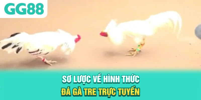 Sơ lược về hình thức đá gà tre trực tuyến