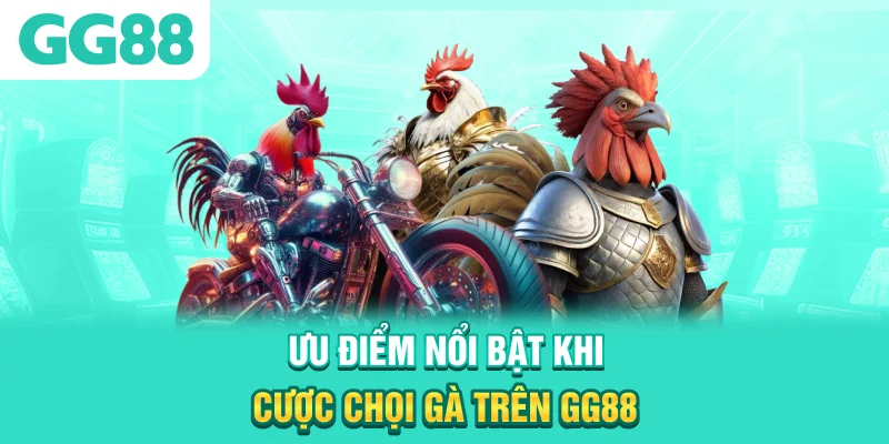 Ưu điểm nổi bật khi cược chọi gà trên GG88