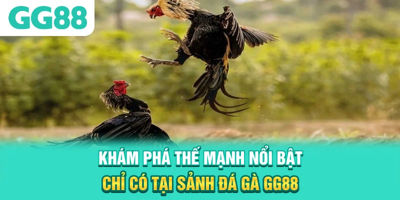Khám phá thế mạnh nổi bật chỉ có tại sảnh đá gà GG88