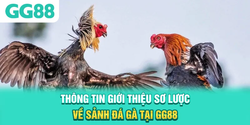 Thông tin giới thiệu sơ lược về sảnh đá gà tại GG88